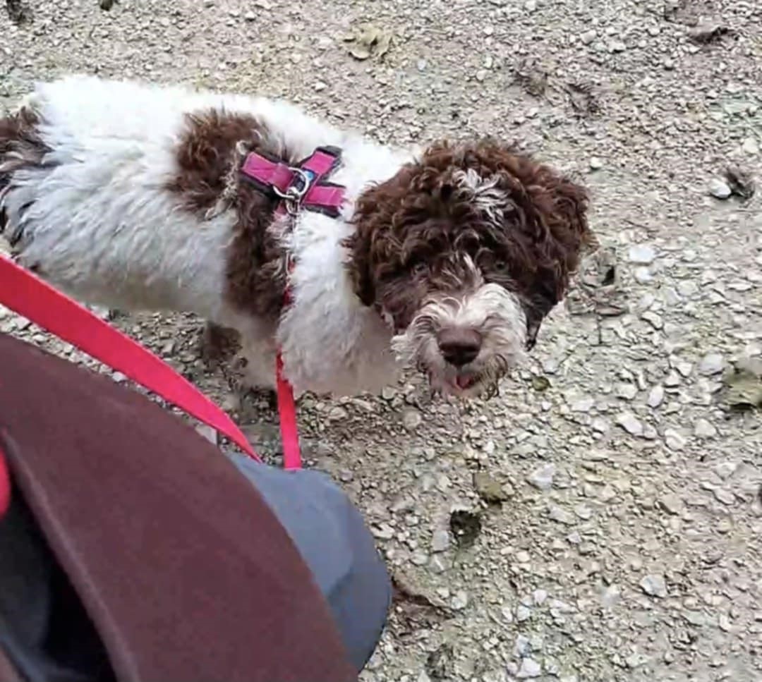 10fdee7d-0c7f-4306-945f-10c6a5598f3a